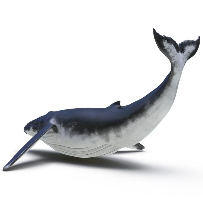 3D Humpback Whale Pose 2