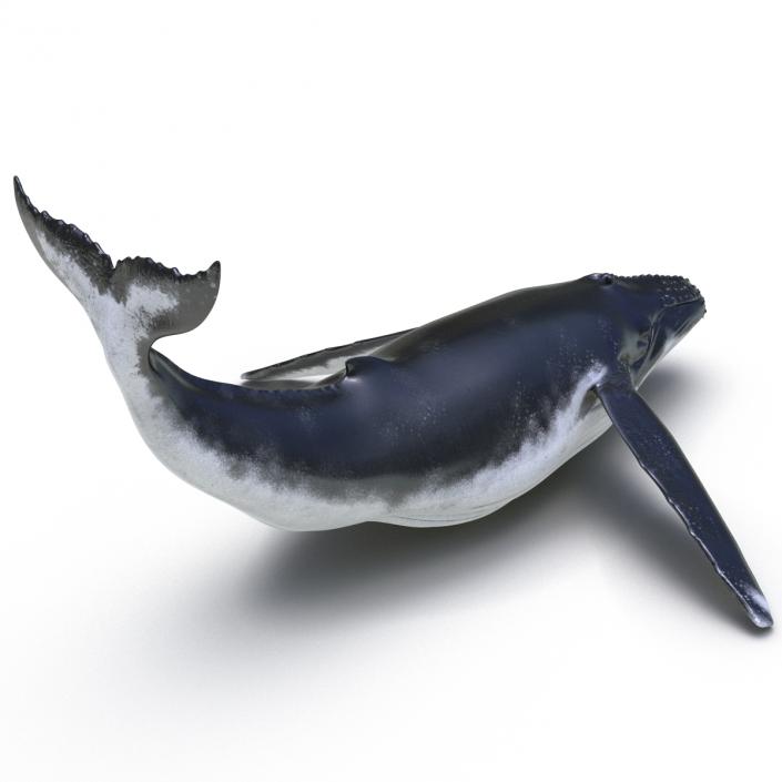 3D Humpback Whale Pose 2