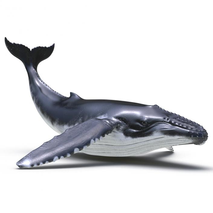 3D Humpback Whale Pose 2