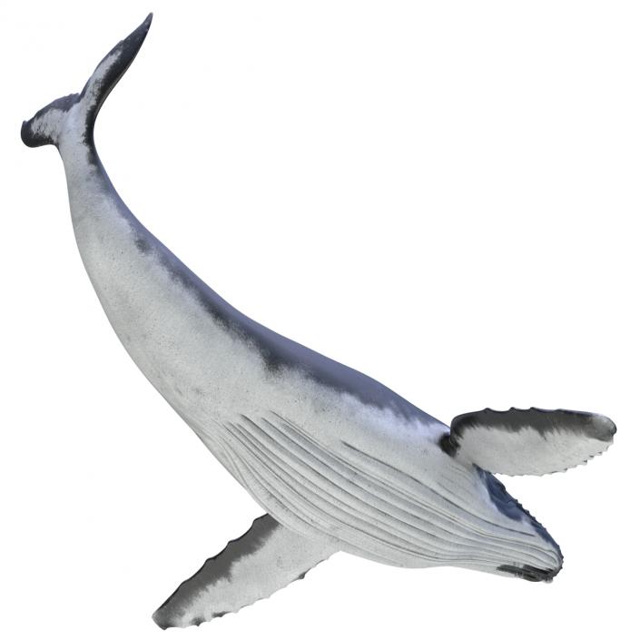 3D Humpback Whale Pose 2