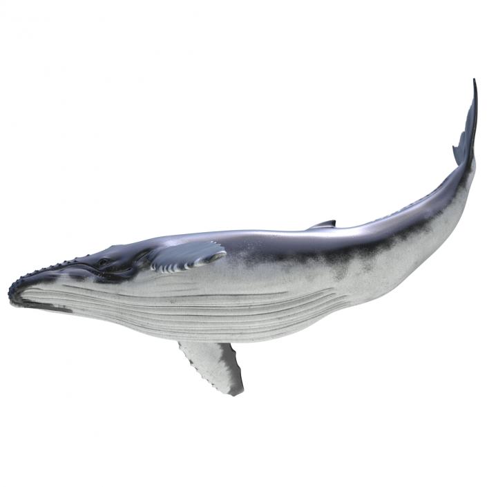 3D Humpback Whale Pose 2