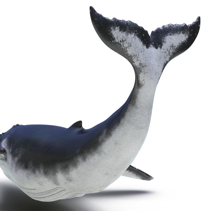 3D Humpback Whale Pose 2