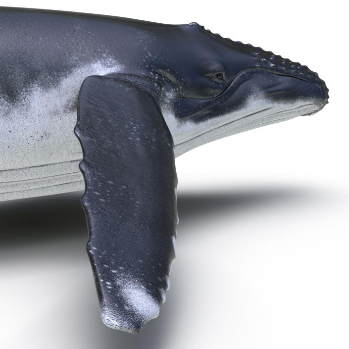 3D Humpback Whale Pose 2