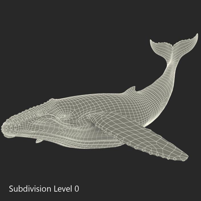 3D Humpback Whale Pose 2