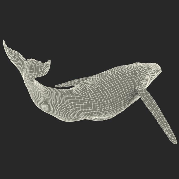 3D Humpback Whale Pose 2