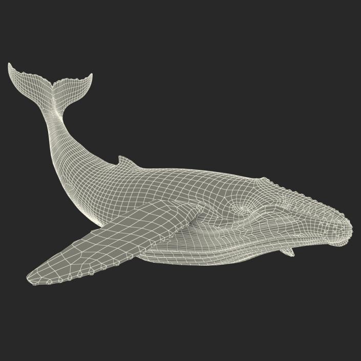 3D Humpback Whale Pose 2