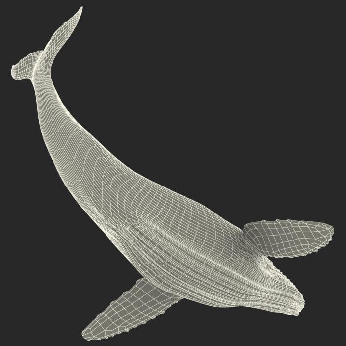 3D Humpback Whale Pose 2