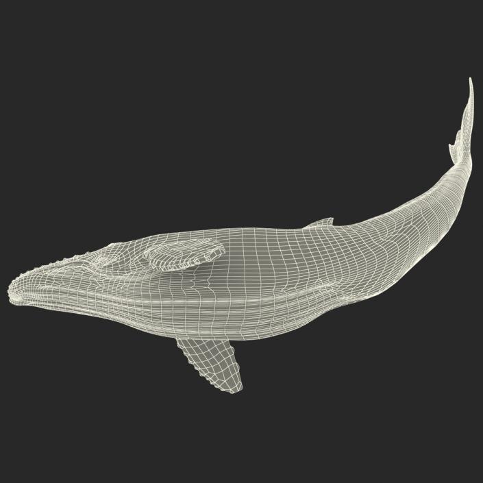 3D Humpback Whale Pose 2