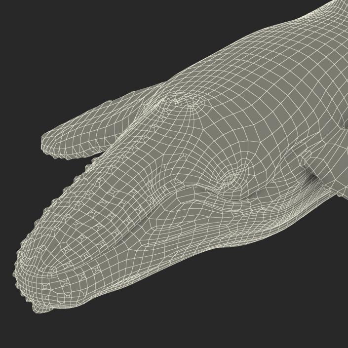 3D Humpback Whale Pose 2