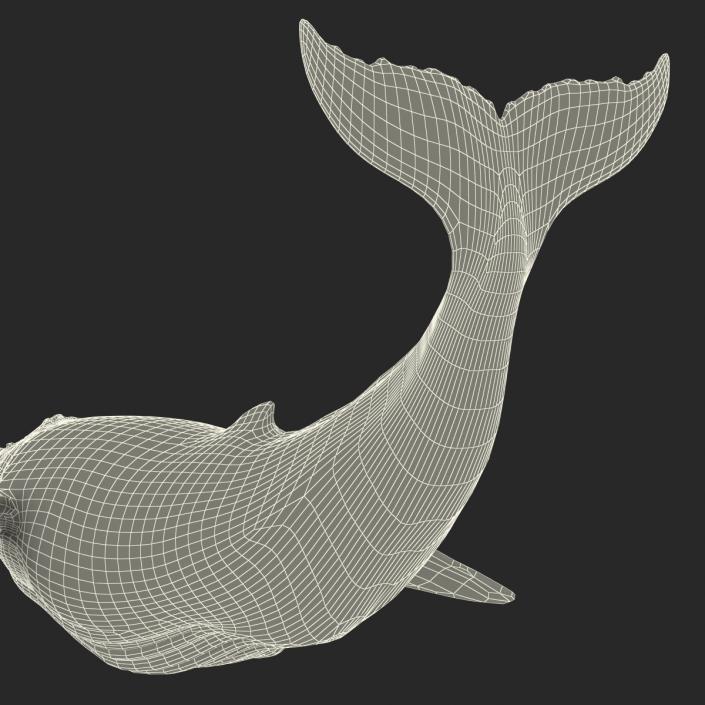 3D Humpback Whale Pose 2