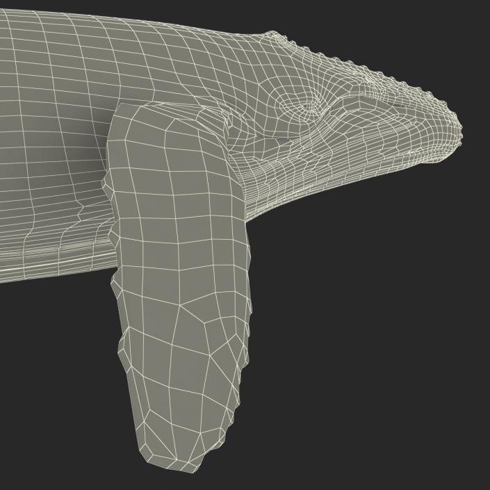 3D Humpback Whale Pose 2