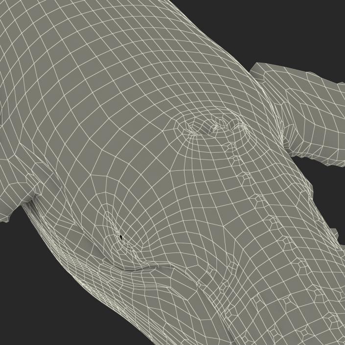 3D Humpback Whale Pose 2