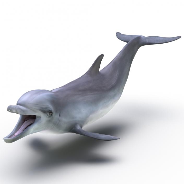 Dolphin Pose 3 3D model