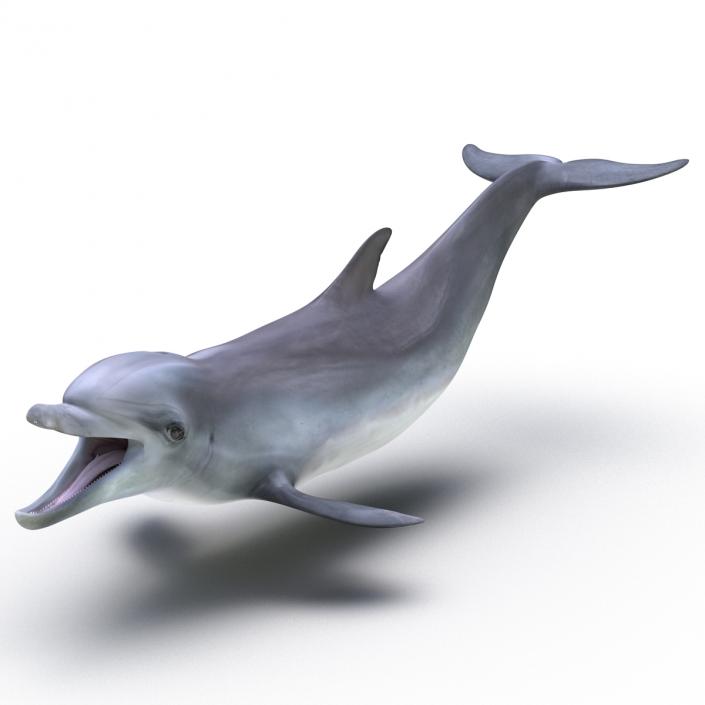 Dolphin Pose 3 3D model