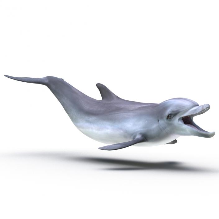 Dolphin Pose 3 3D model