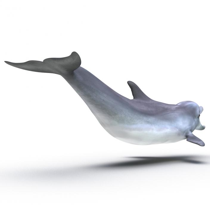 Dolphin Pose 3 3D model