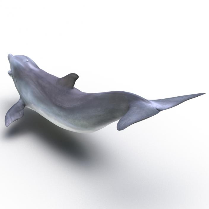 Dolphin Pose 3 3D model