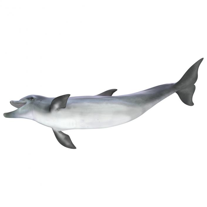 Dolphin Pose 3 3D model