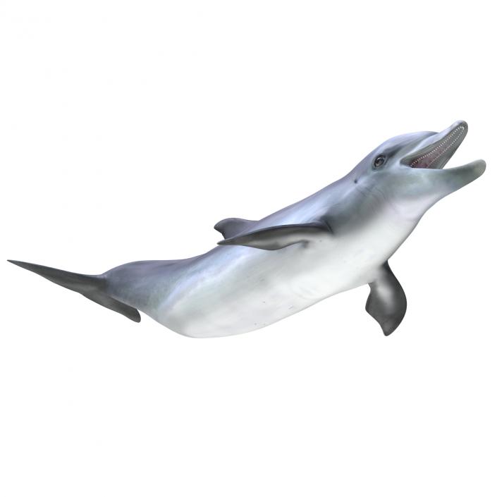 Dolphin Pose 3 3D model