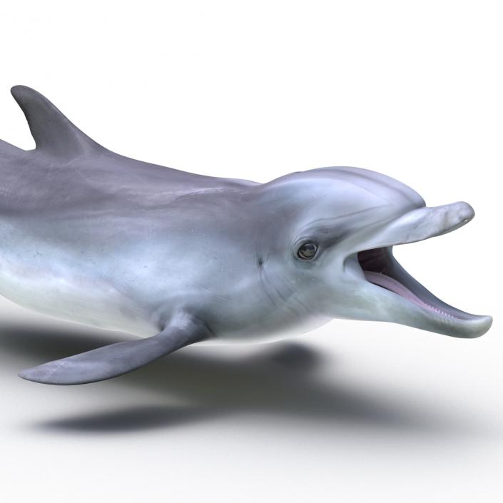 Dolphin Pose 3 3D model