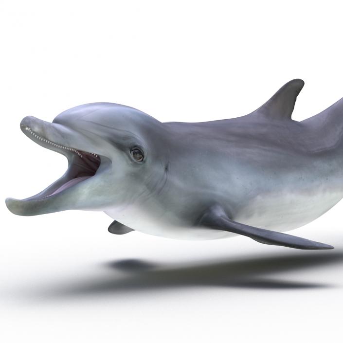 Dolphin Pose 3 3D model