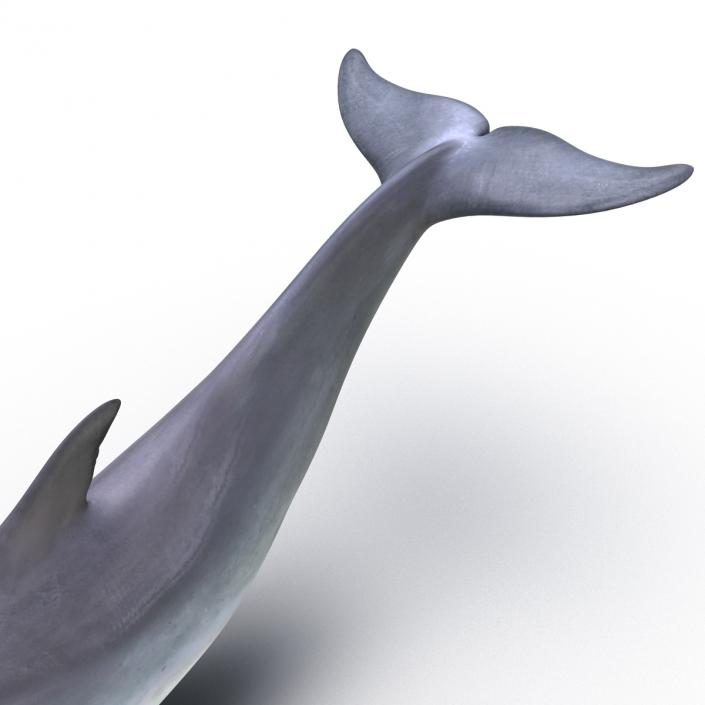 Dolphin Pose 3 3D model