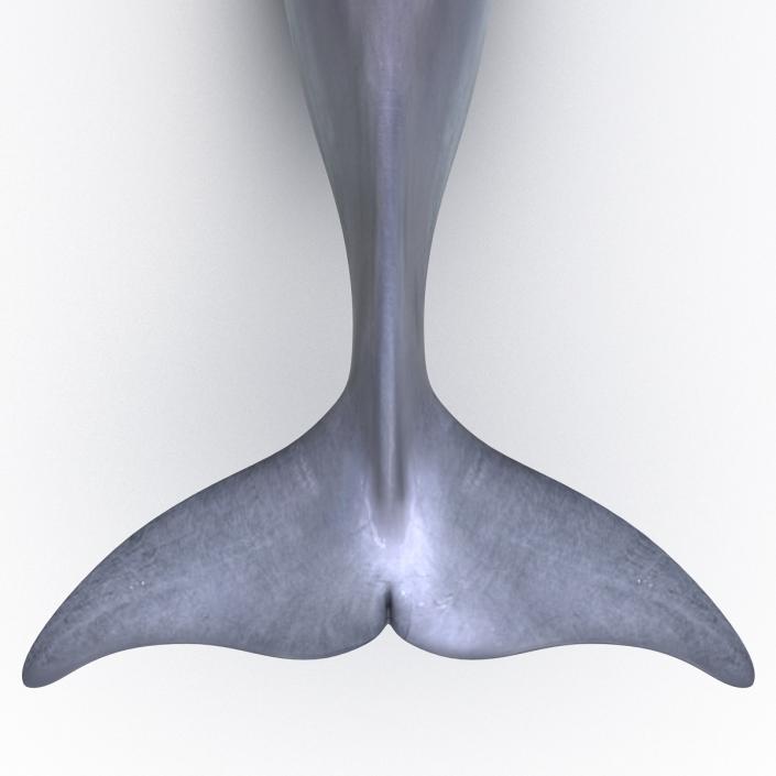 Dolphin Pose 3 3D model