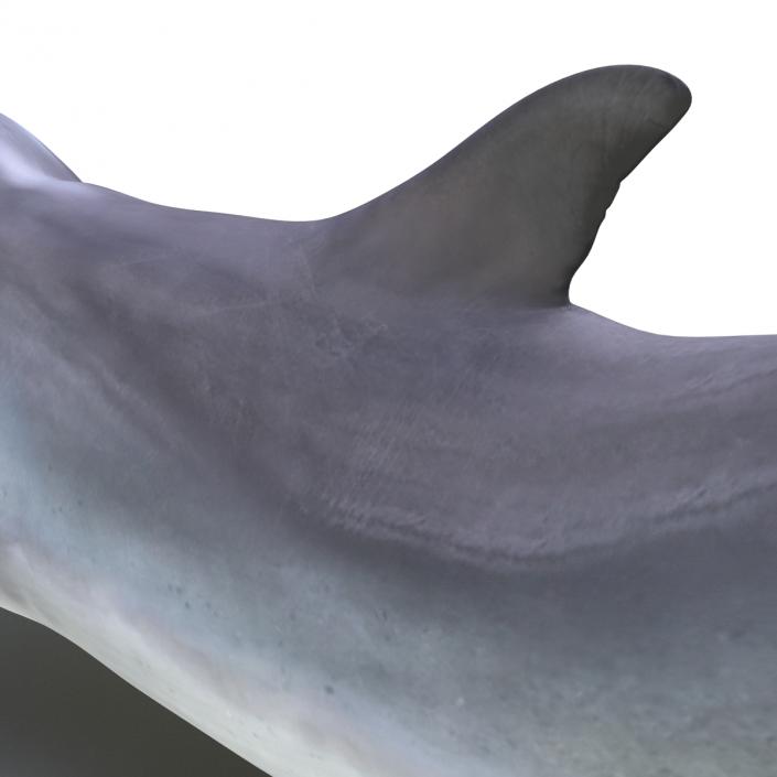 Dolphin Pose 3 3D model