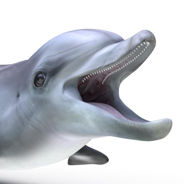 Dolphin Pose 3 3D model