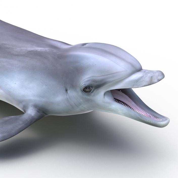 Dolphin Pose 3 3D model