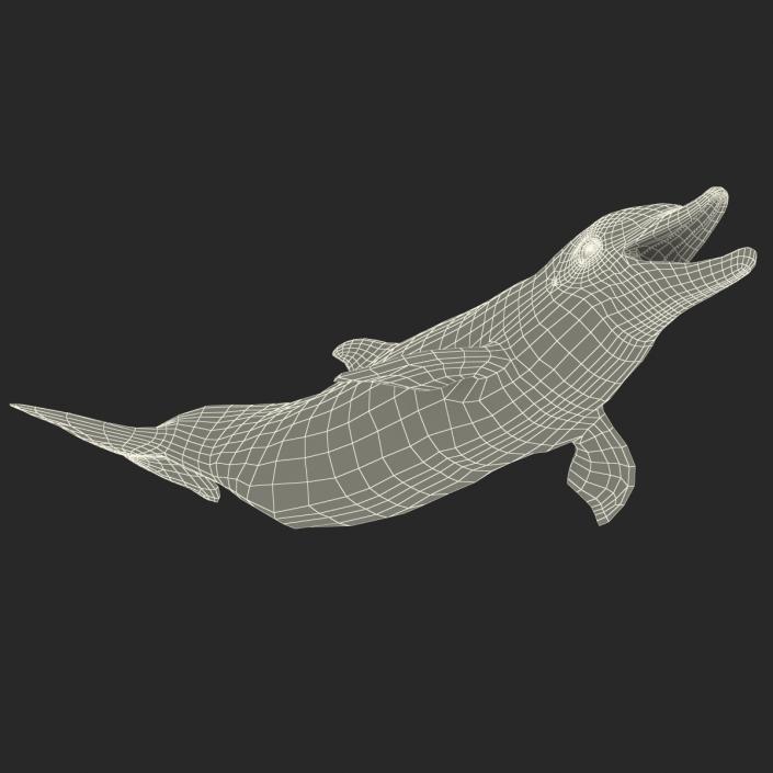 Dolphin Pose 3 3D model