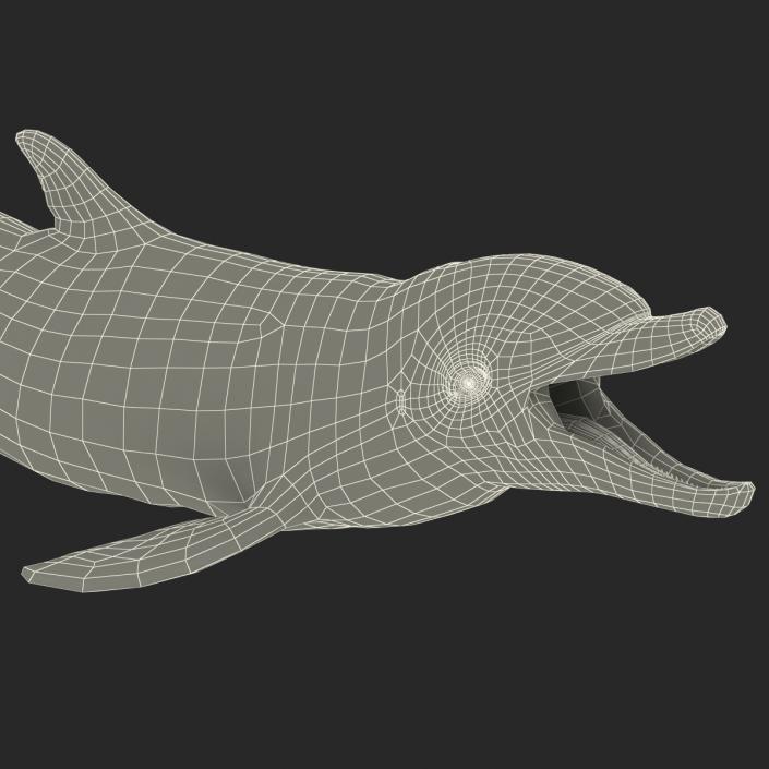 Dolphin Pose 3 3D model