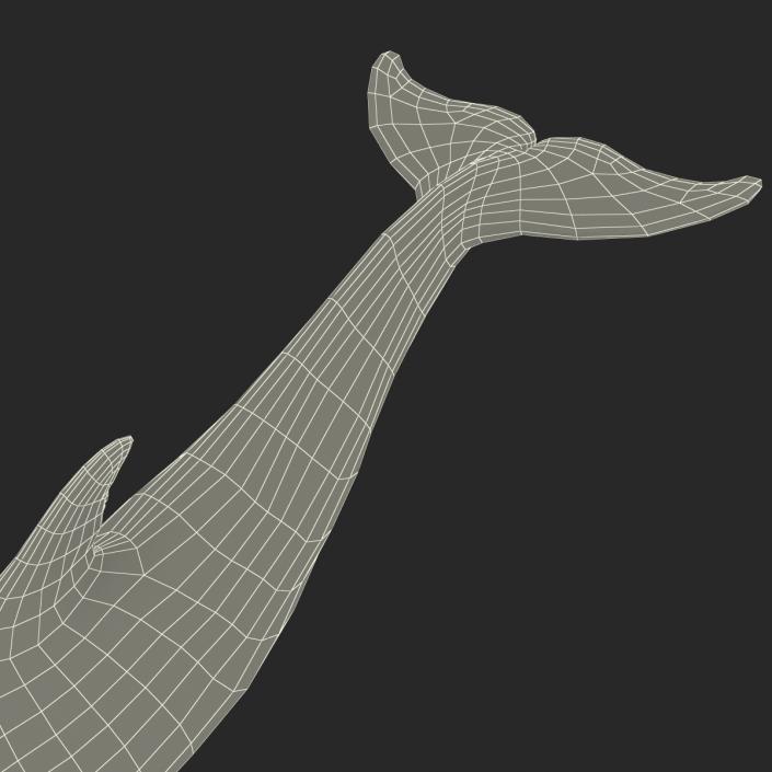 Dolphin Pose 3 3D model