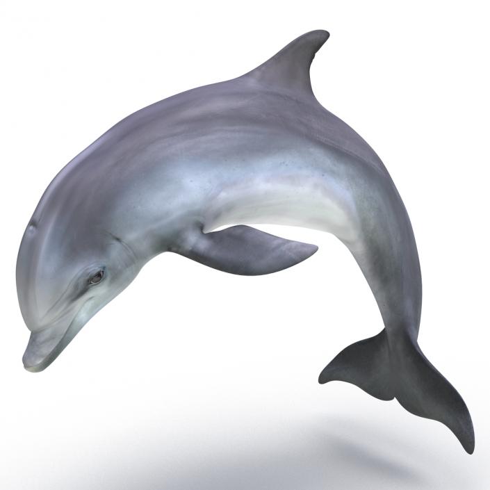 Dolphin Pose 2 3D model