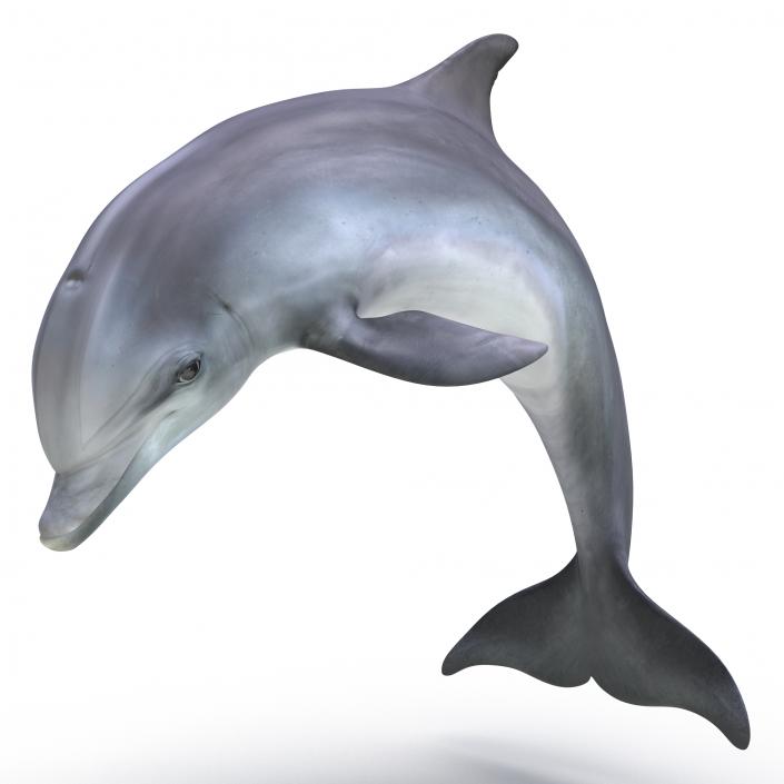 Dolphin Pose 2 3D model