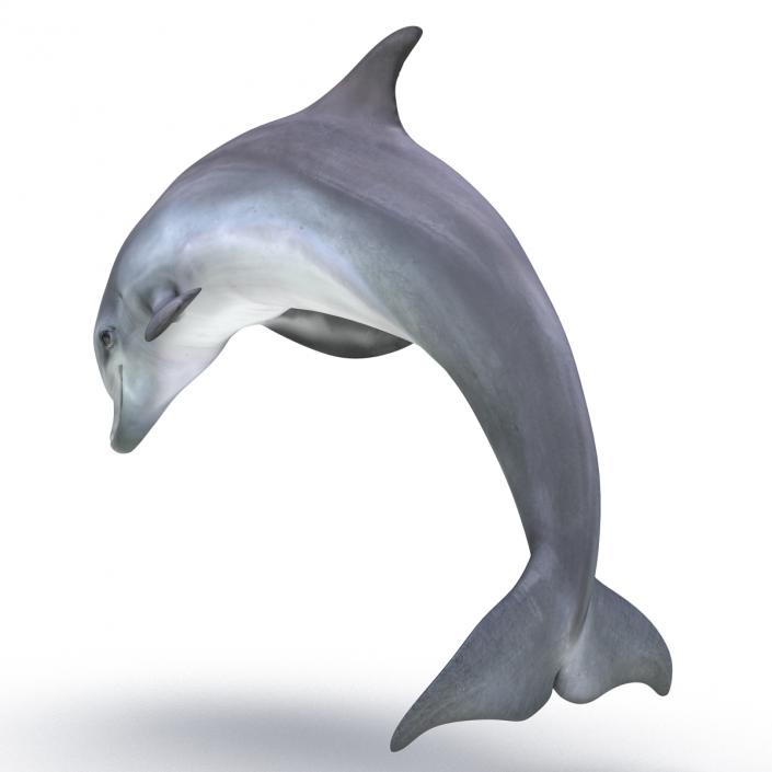 Dolphin Pose 2 3D model