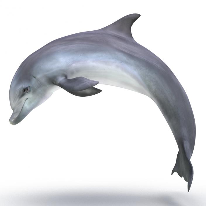 Dolphin Pose 2 3D model