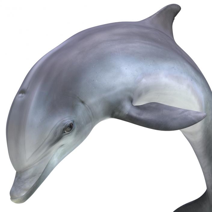 Dolphin Pose 2 3D model