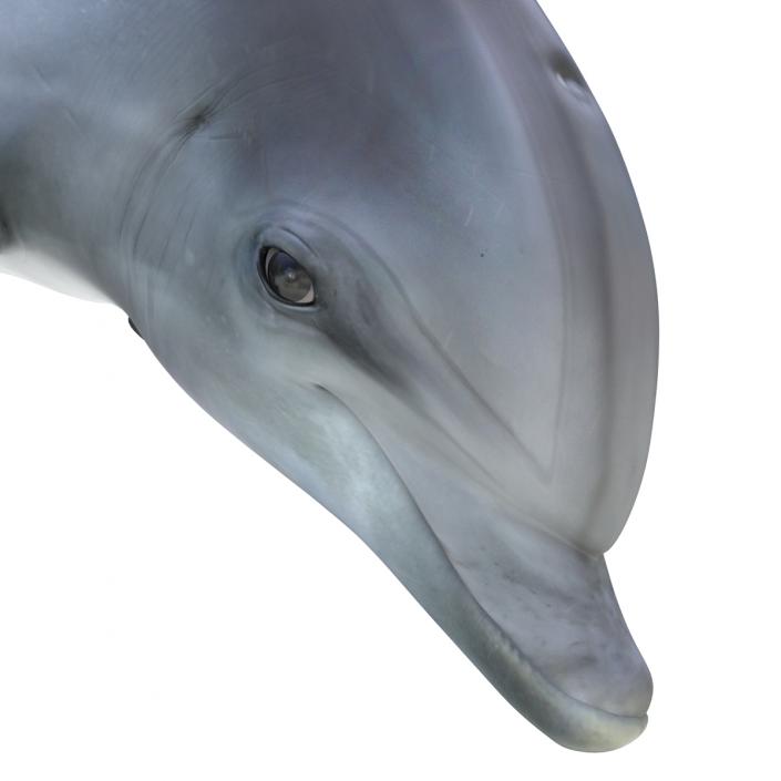 Dolphin Pose 2 3D model