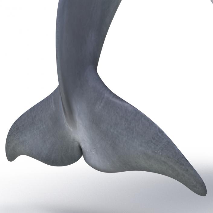 Dolphin Pose 2 3D model