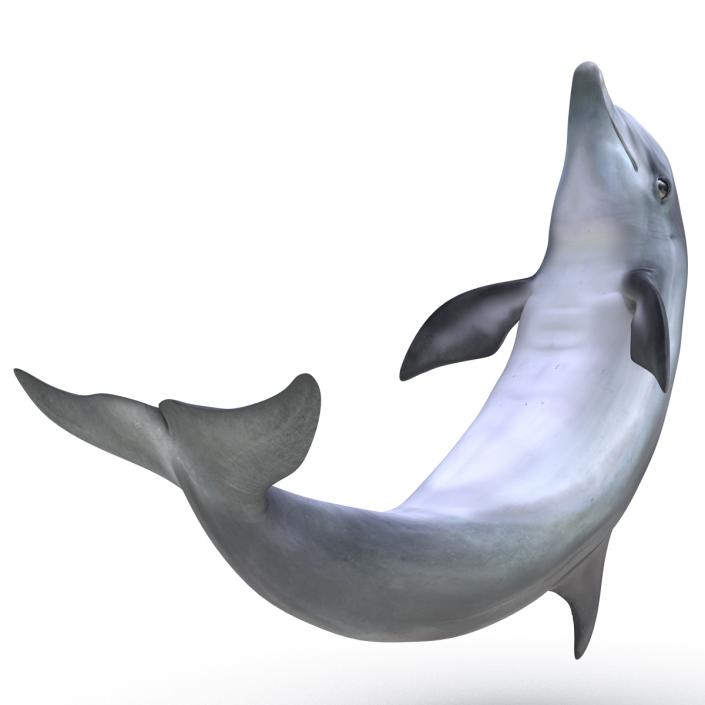 Dolphin Pose 2 3D model