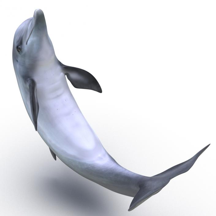 Dolphin Pose 2 3D model