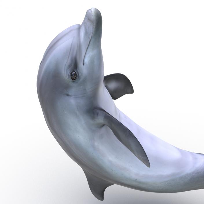 Dolphin Pose 2 3D model