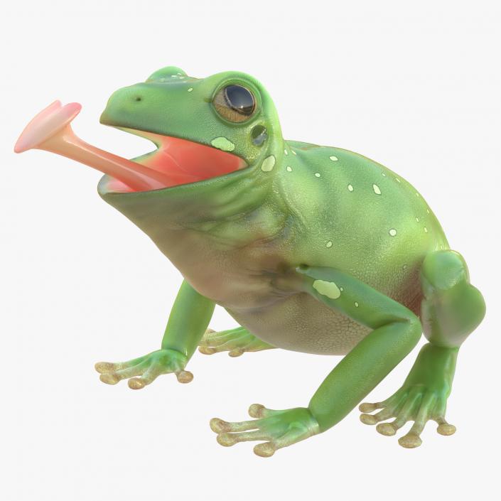 3D Australian Green Tree Frog Rigged model