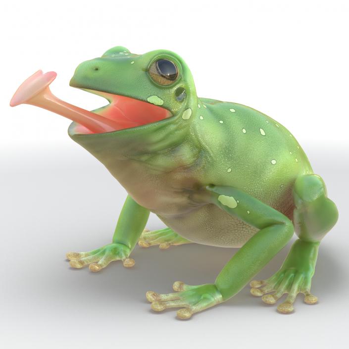 3D Australian Green Tree Frog Rigged model