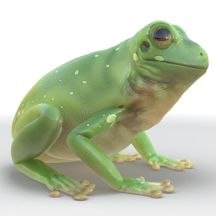 3D Australian Green Tree Frog Rigged model