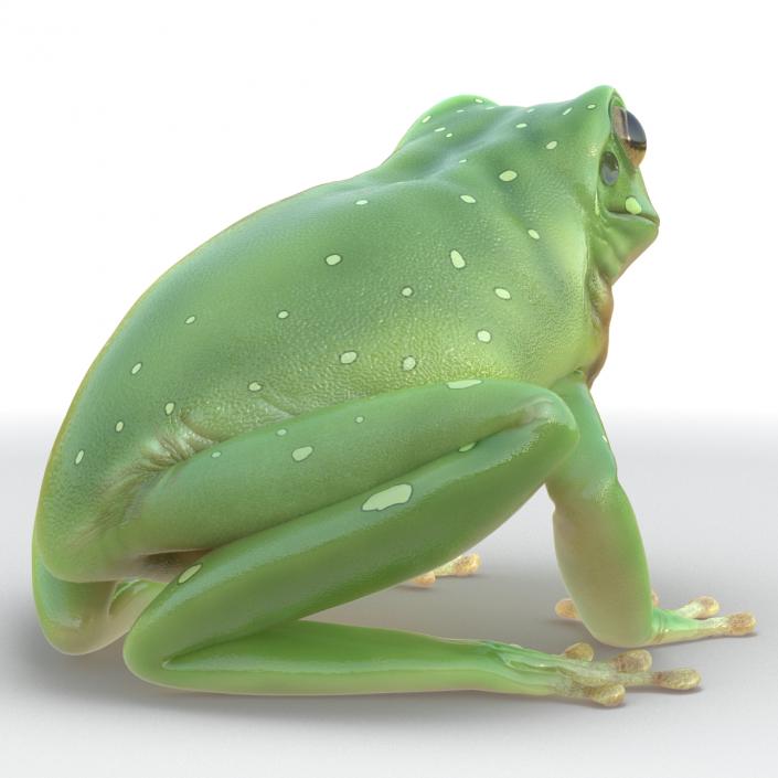 3D Australian Green Tree Frog Rigged model