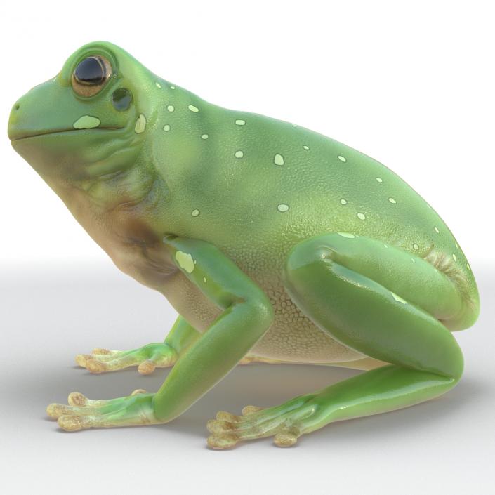 3D Australian Green Tree Frog Rigged model