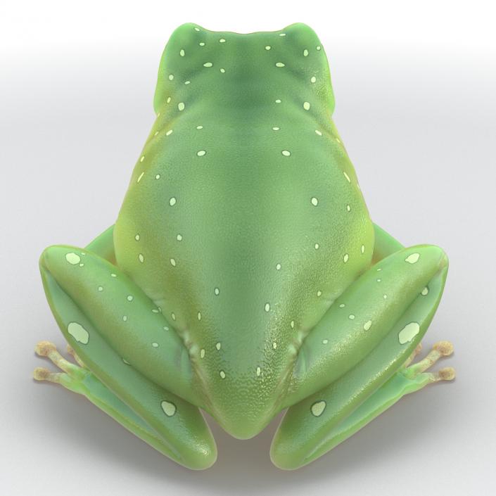 3D Australian Green Tree Frog Rigged model