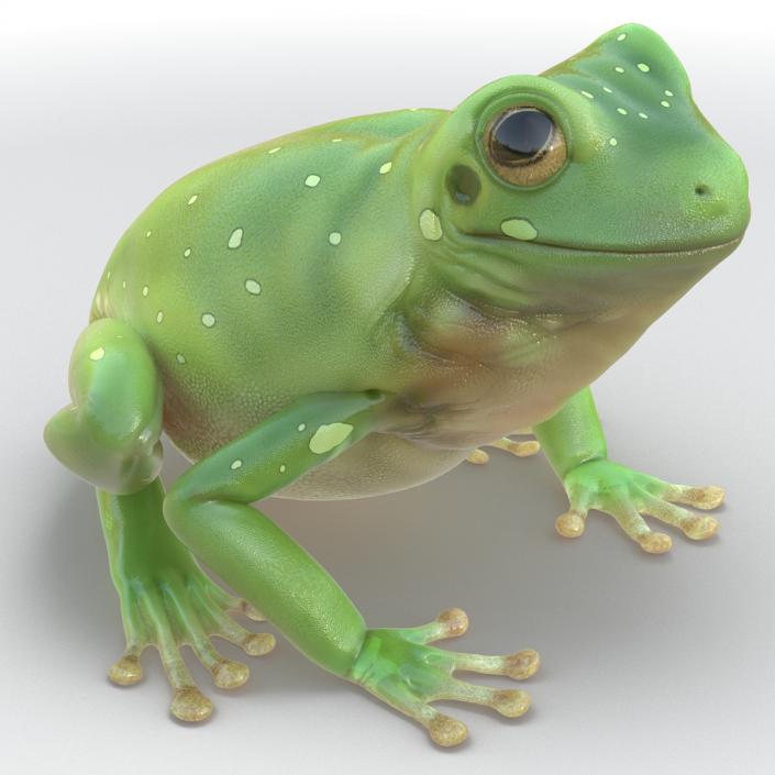 3D Australian Green Tree Frog Rigged model